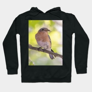 Eastern Bluebird with breakfast Hoodie